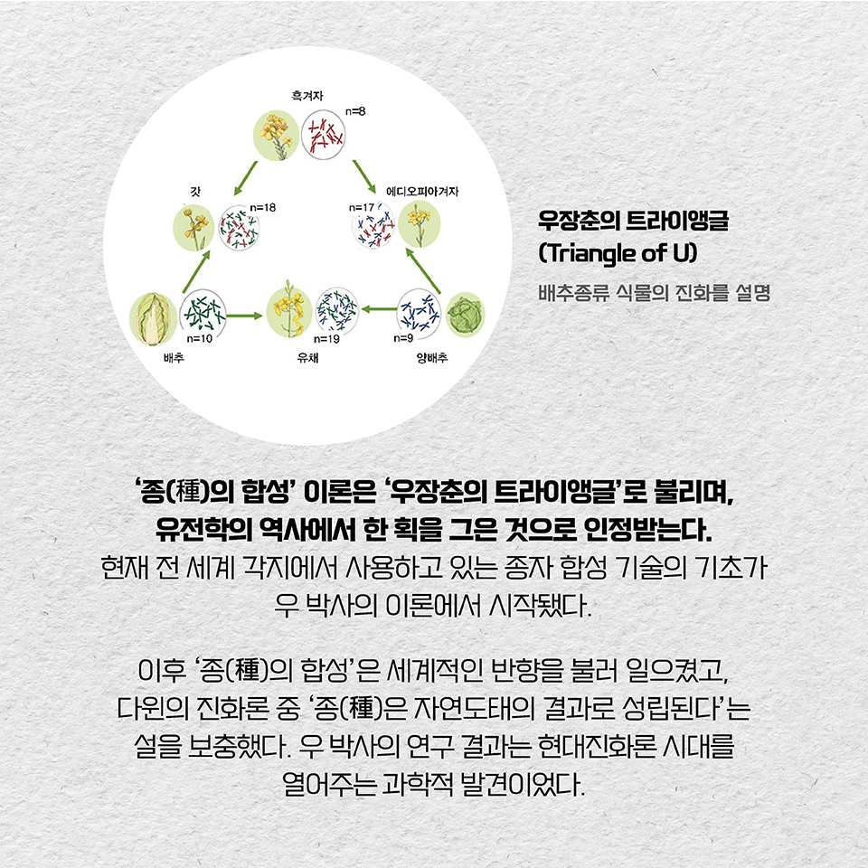 ‘종(種)의 합성’ 이론은 ‘우장춘의 트라이앵글’로 불리며, 유전학의 역사에서 한 획을 그은 것으로 인정받는다. 현재 전 세계 각지에서 사용하고 있는 종자 합성 기술의 기초가 우 박사의 이론에서 시작됐다. 이후 ‘종(種)의 합성’은 세계적인 반향을 불러 일으켰고, 다윈의 진화론 중 '종(種)은 자연도태의 결과로 성립된다'는 설을 보충했다. 우 박사의 연구 결과는 현대진화론 시대를 열어주는 과학적 발견이었다. 