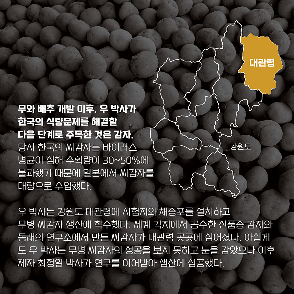 무와 배추 개발 이후, 우 박사가 한국의 식량문제를 해결할 다음 단계로 주목한 것은 감자. 당시 한국의 씨감자는 바이러스 병균이 심해 수확량이 30~50%에 불과했기 때문에 일본에서 씨감자를 대량으로 수입했다. 우 박사는 강원도 대관령에 시험지와 채종포를 설치하고 무병 씨감자 생산에 착수했다. 세계 각지에서 공수한 신품종 감자와 동래의 연구소에서 만든 씨감자가 대관령 곳곳에 심어졌다. 아쉽게도 우 박사는 무병 씨감자의 성공을 보지 못하고 눈을 감았으나 이후 제자 최정일 박사가 연구를 이어받아 생산에 성공했다. 